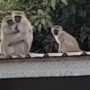 Baby monkey hugging his family makes the rounds on the internet