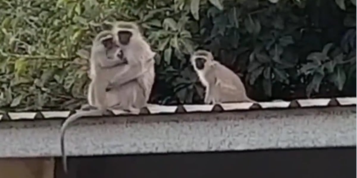 Baby monkey hugging his family makes the rounds on the internet