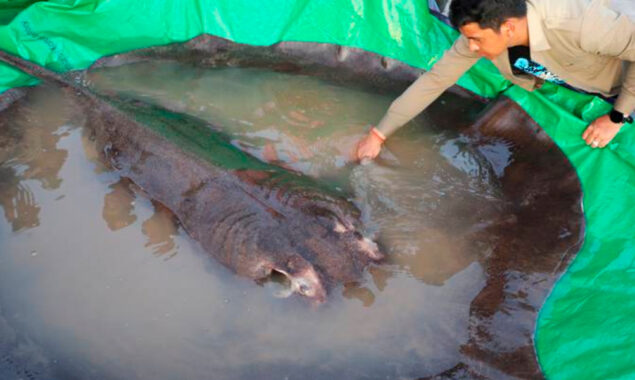 Scientists the world’s biggest freshwater fish in the Mekong