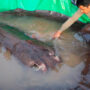 Scientists the world’s biggest freshwater fish in the Mekong