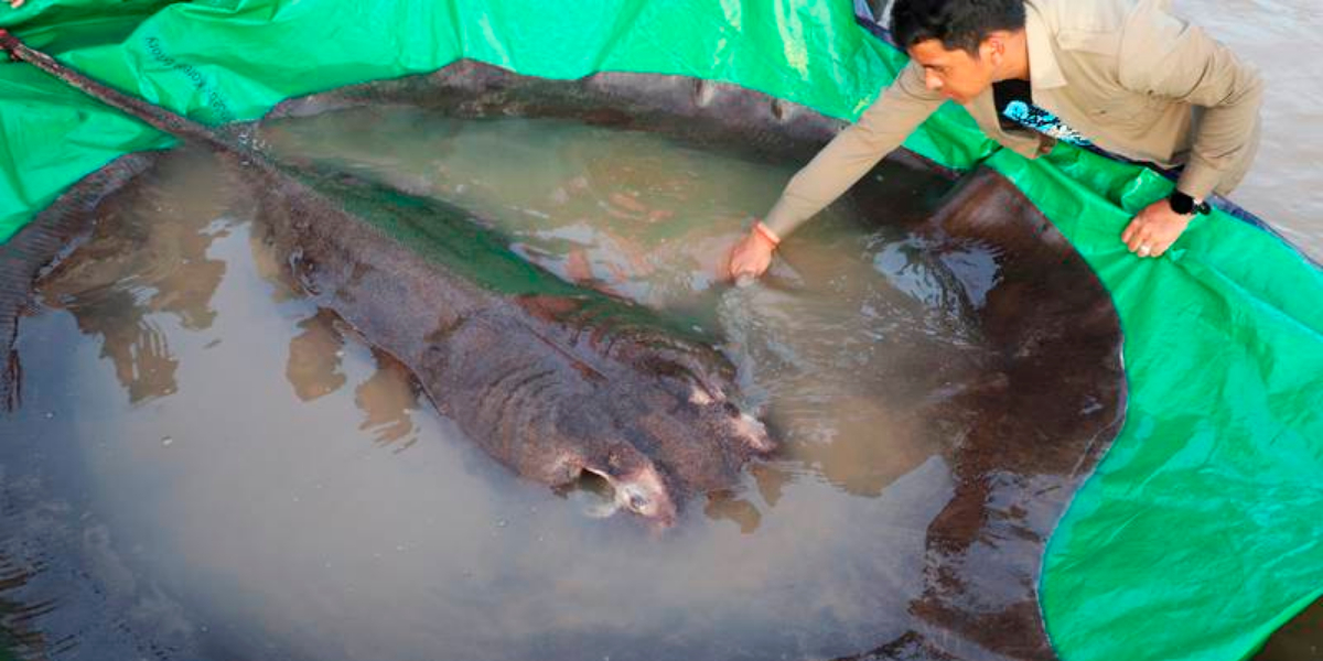 freshwater fish