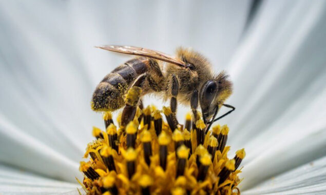 United Nations Biodiversity summit relocated from China to Canada