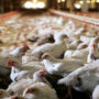 Malaysia imposes ban on chicken exports