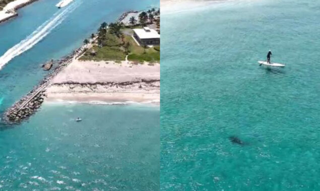 Horrific Video: Huge shark can be seen swimming only a few metres away from a paddleboarder
