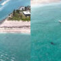 Horrific Video: Huge shark can be seen swimming only a few metres away from a paddleboarder