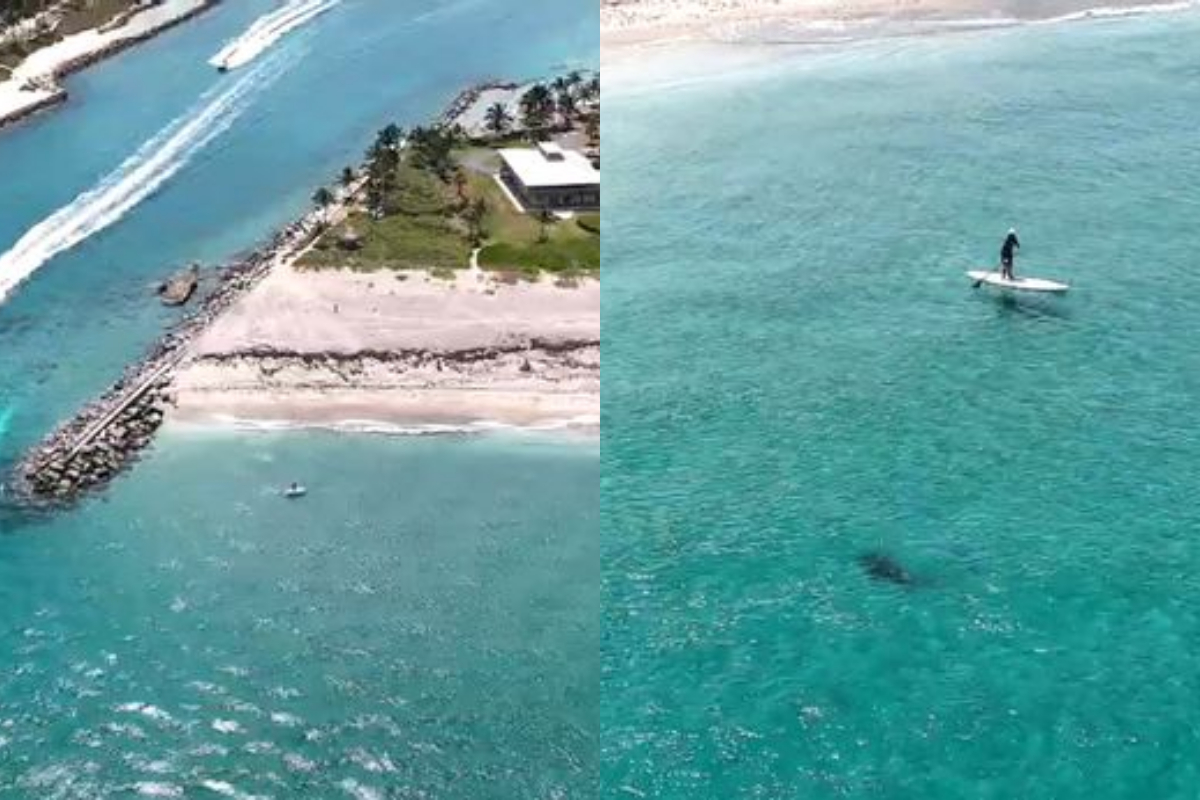 Huge shark