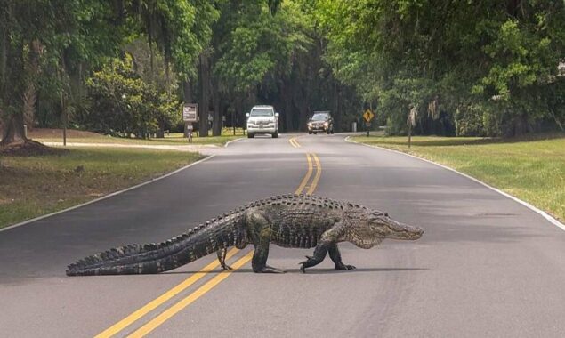 Alligator assault near Myrtle Beach results in one fatality