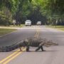 Alligator assault near Myrtle Beach results in one fatality