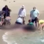 Swimmer perishes in vicious shark attack as lovely coastal sea turns red