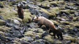Spain searches for wounded bear and cub after brutal attack
