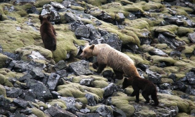 Spain searches for wounded bear and cub after brutal attack