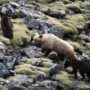 Spain searches for wounded bear and cub after brutal attack