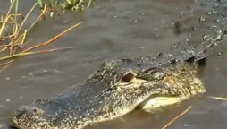 An 11-foot alligator in South Carolina pulled a guy into a pond, where he drowned