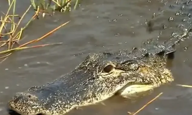 An 11-foot alligator in South Carolina pulled a guy into a pond, where he drowned