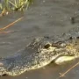 An 11-foot alligator in South Carolina pulled a guy into a pond, where he drowned