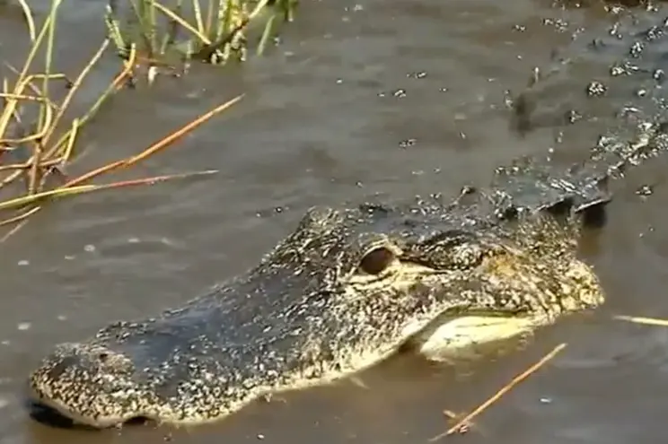 alligator