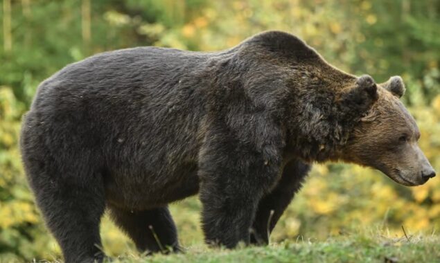 Protests as French hunters held over bear killing