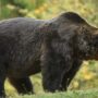 Protests as French hunters held over bear killing