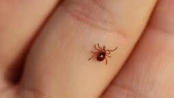 CCHF is a widespread disease caused by a tick-borne virus.