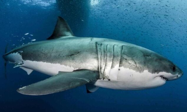 HORRIFIC photos show the view you’d see if you were to be eaten by a SHARK
