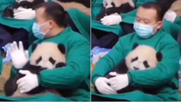 Panda