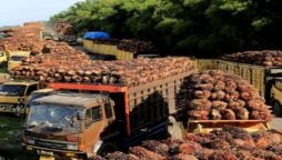 Indonesia’s  palm oil export tax would be reduced to $488 per tonne