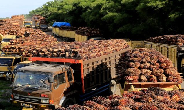 Indonesia’s  palm oil export tax would be reduced to $488 per tonne