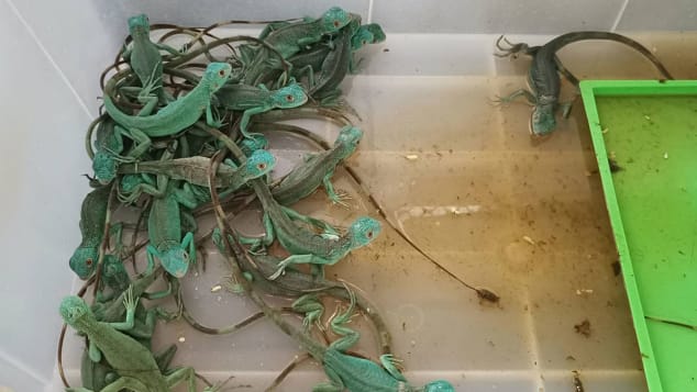 Thai airport X-ray finds 109 live animals in women’s luggage.
