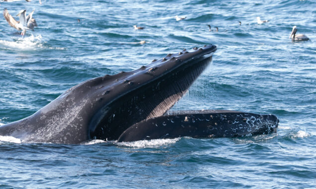 A man in the US describes his encounter with a humpback whale