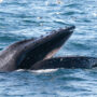 A man in the US describes his encounter with a humpback whale