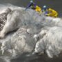 Finding a mystery sea creature that looks like an orc from Lord of the Rings on the beach