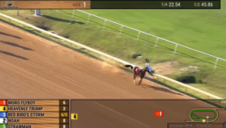 Horse Race Crash: Horse and jockey lose the race in a shocking crash