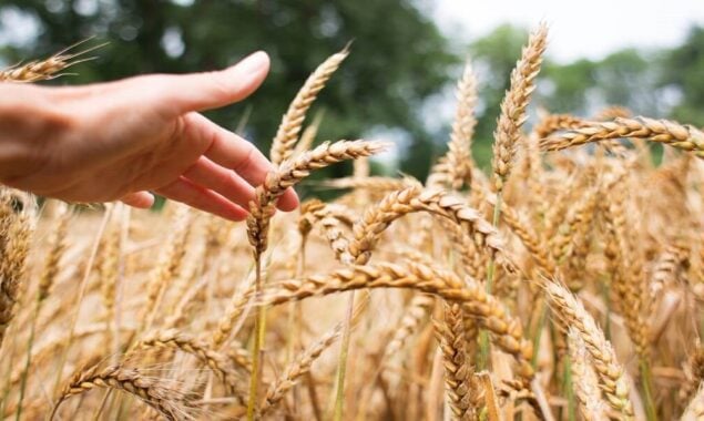 Global food prices fall again but wheat soars