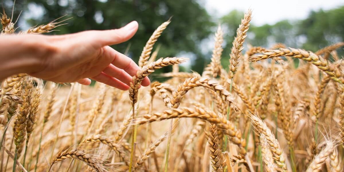 wheat