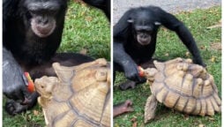 chimpanzee sharing apple