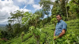Tea growers in Sri Lanka are fighting for their lives