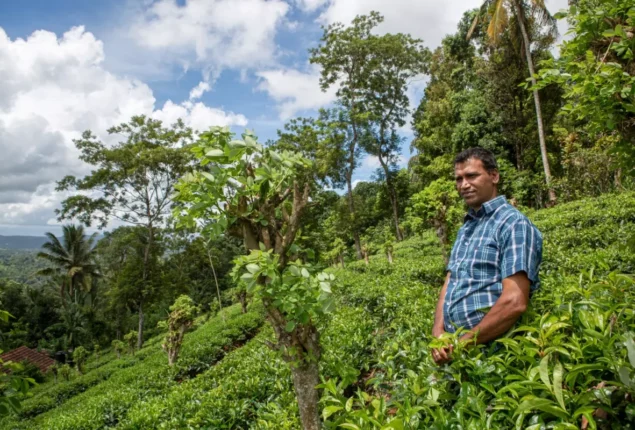 Tea growers in Sri Lanka are fighting for their lives