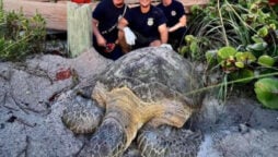 200-pound turtle rescued by firefighter team in Florida