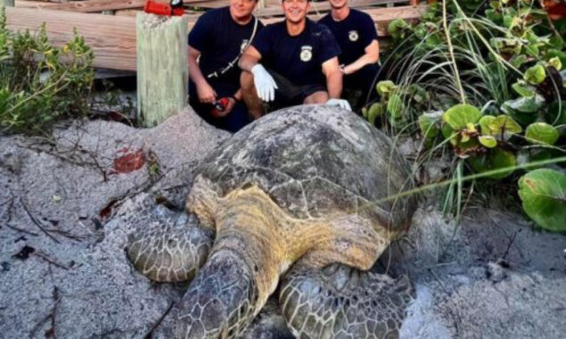 200-pound turtle rescued by firefighter team in Florida