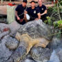 200-pound turtle rescued by firefighter team in Florida
