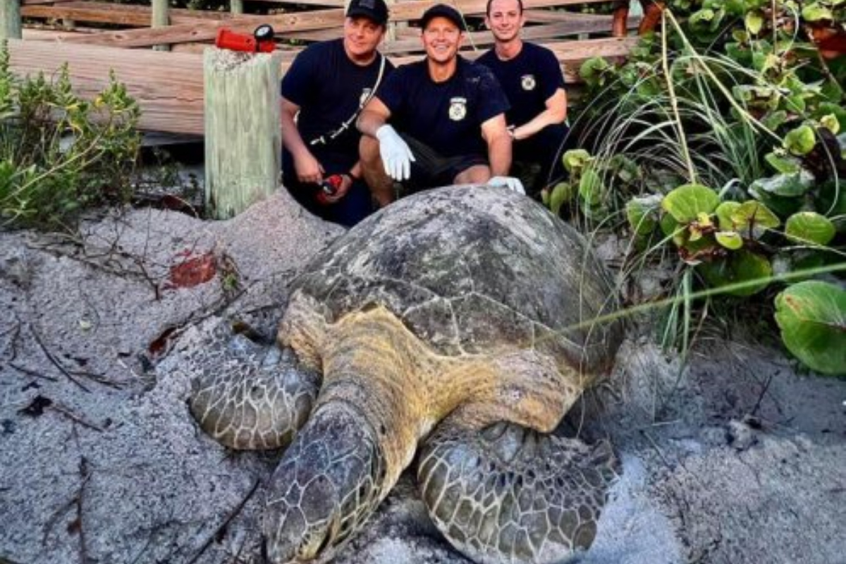 200 pound turtle