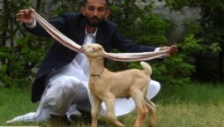 A goat or GOAT?