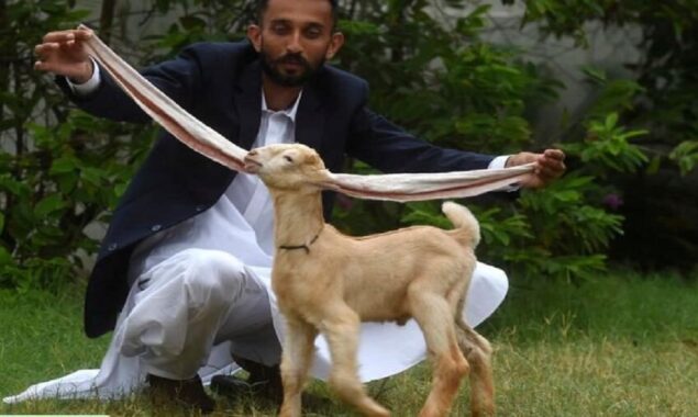 A goat or GOAT?