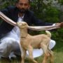 A goat or GOAT?