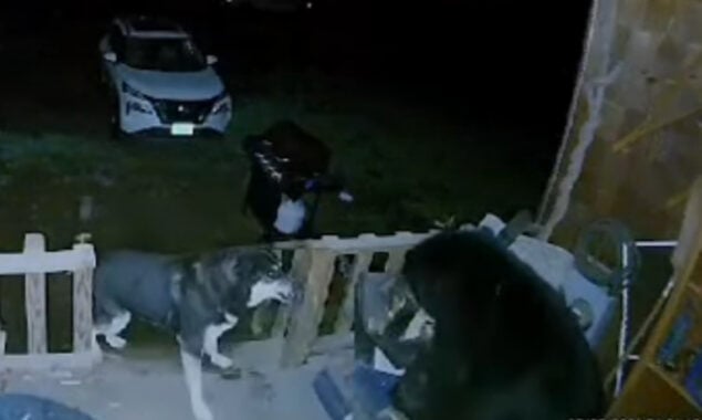 WATCH: Dog chases away stray bear from home in New Hampshire