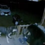 WATCH: Dog chases away stray bear from home in New Hampshire