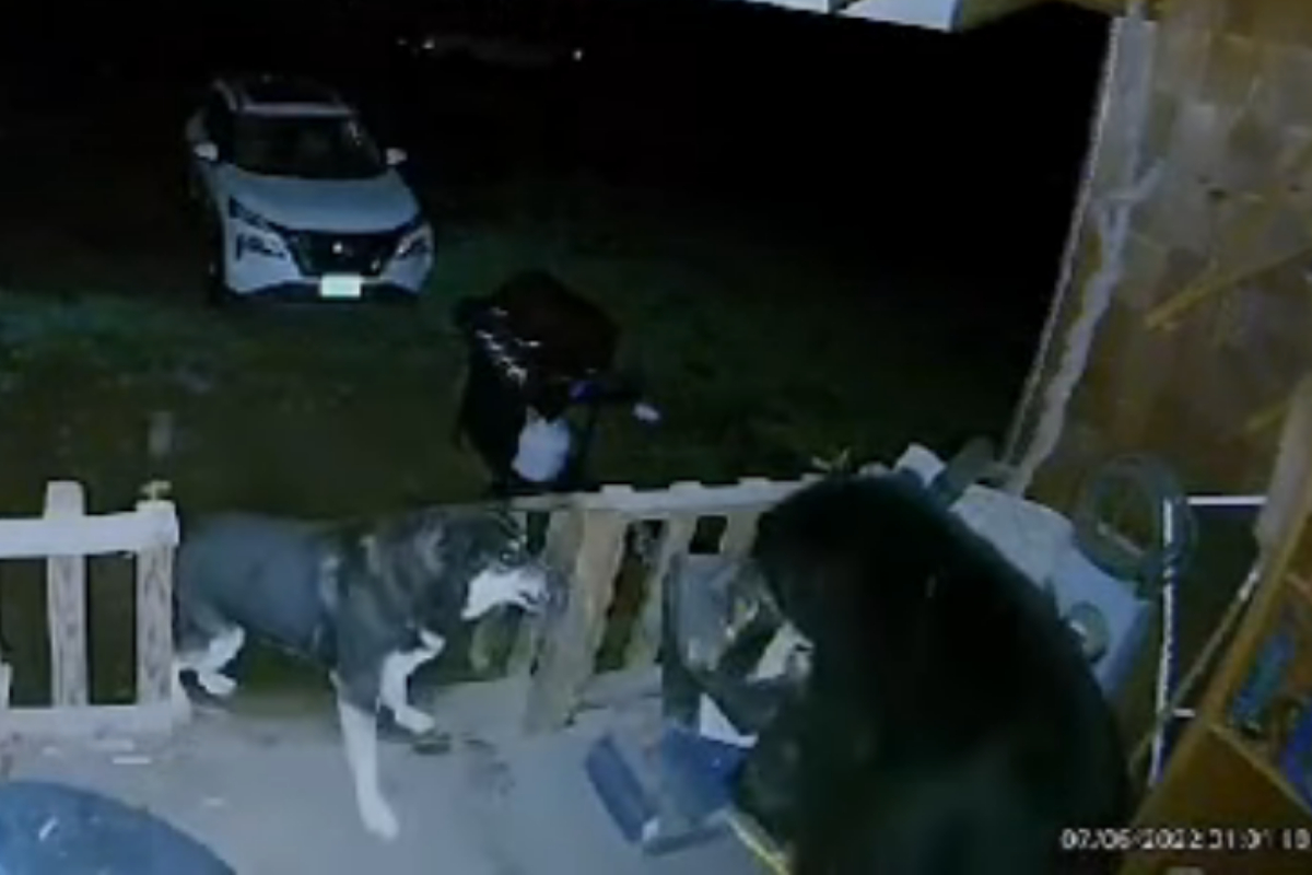dog chases away bear