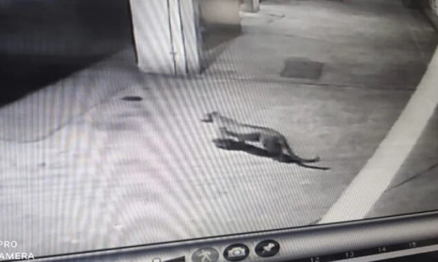 Leopard roams in the vicinity of Aarey Colony in Mumbai