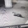 Leopard roams in the vicinity of Aarey Colony in Mumbai