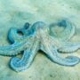 Netizens are amazed by the video of an octopus changing color